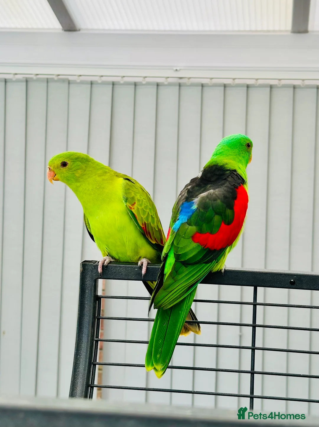 Parrots birds for sale: RARE Pair of Crimson Wing Parrots - Advert 2