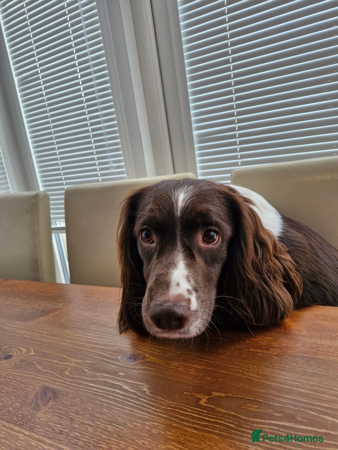 Springador dogs for sale: Springador more spaniel beautiful mum in Flint - Image 5