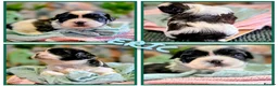 Shih Tzu dogs for sale: Beautiful Shih Tzu Puppies – Raised With Love - Advert 7