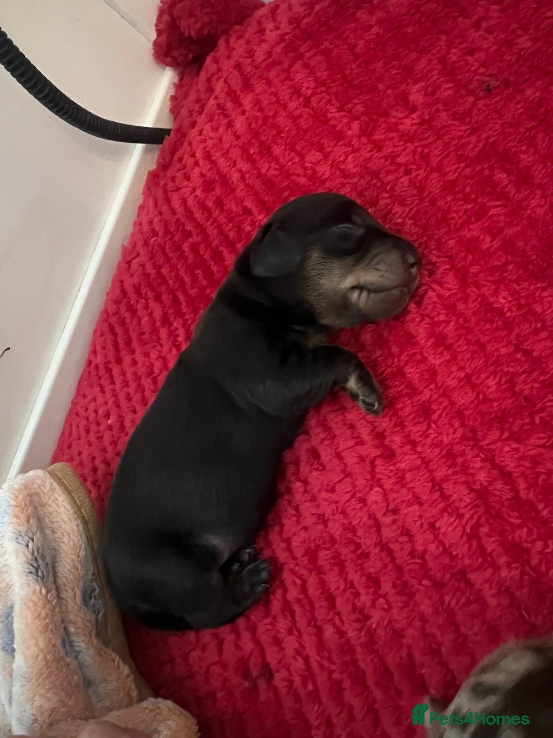 Dachshund dogs for sale: 5 beautiful daschund’s for sale  - Image 8