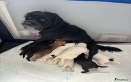 Mixed Breed dogs for sale: Border terrier x Patterdale terrier   - Image 26