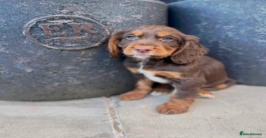 Cocker Spaniel dogs - Advert 5