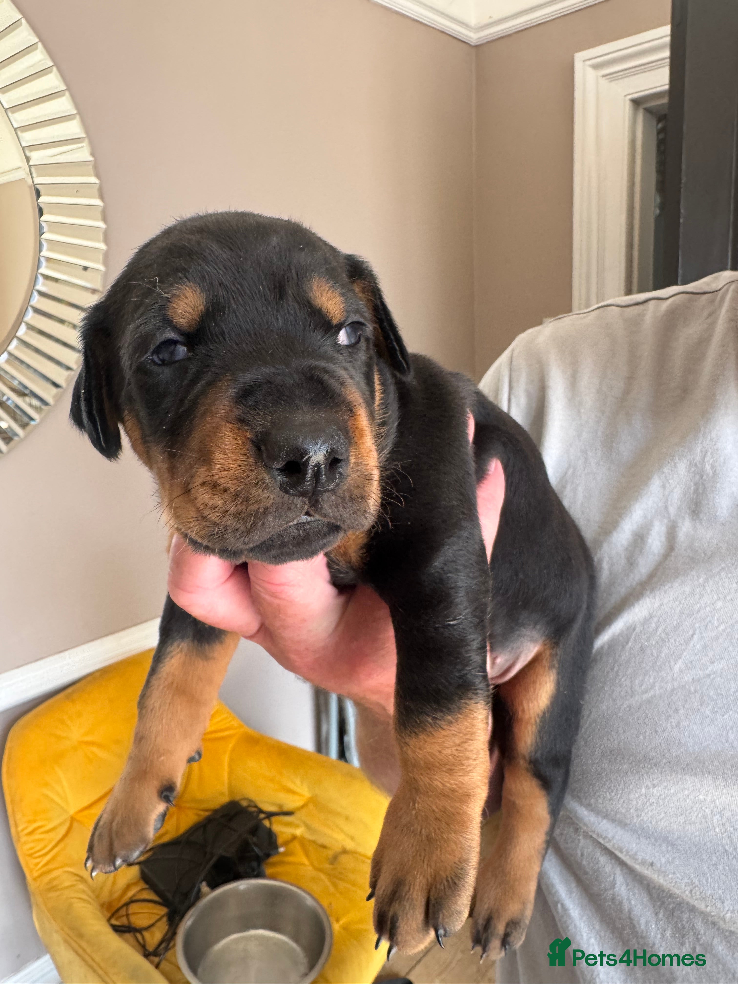 Dobermann dogs 3 chunky Dobermans puppies  - Advert 2