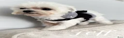 Maltese dogs for sale: FCI quality Maltese boy  - Advert 6