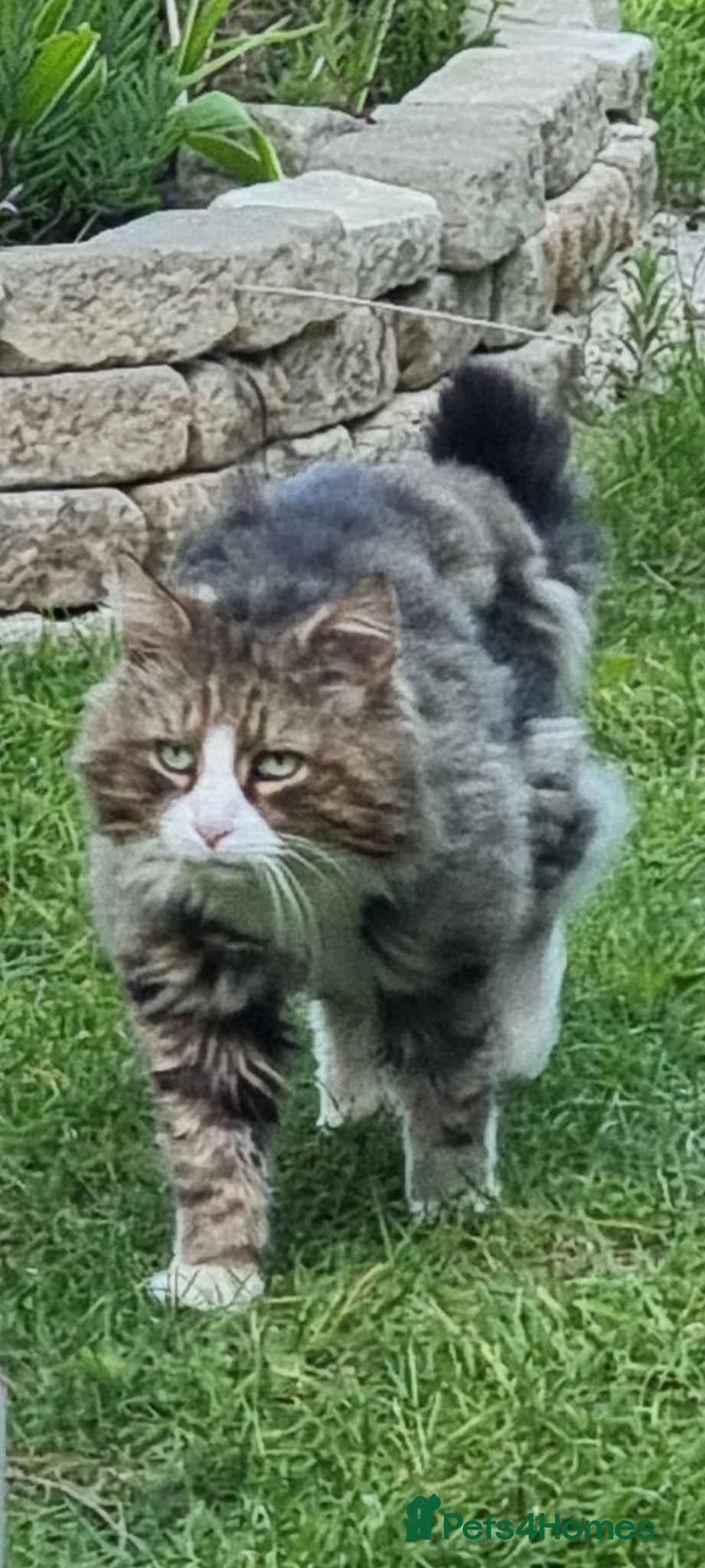 Mixed Breed cats for sale: BONDED PAIR bro/sis kittens - Advert 6