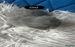 British Shorthair cats for sale: 🧸✨6 Chunky British Shorthair Kittens For Sale✨🧸 - Advert 8