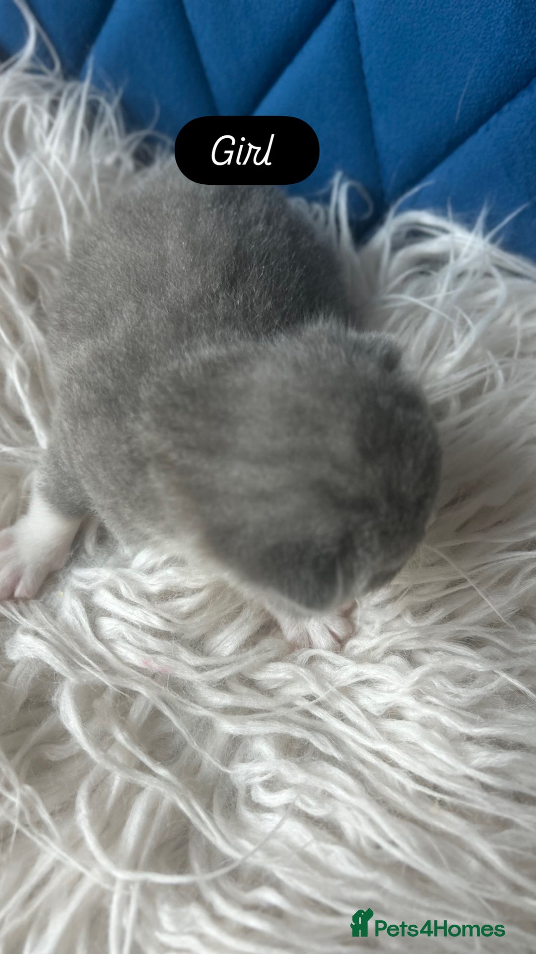 British Shorthair cats for sale: 🧸✨6 Chunky British Shorthair Kittens For Sale✨🧸 - Advert 8