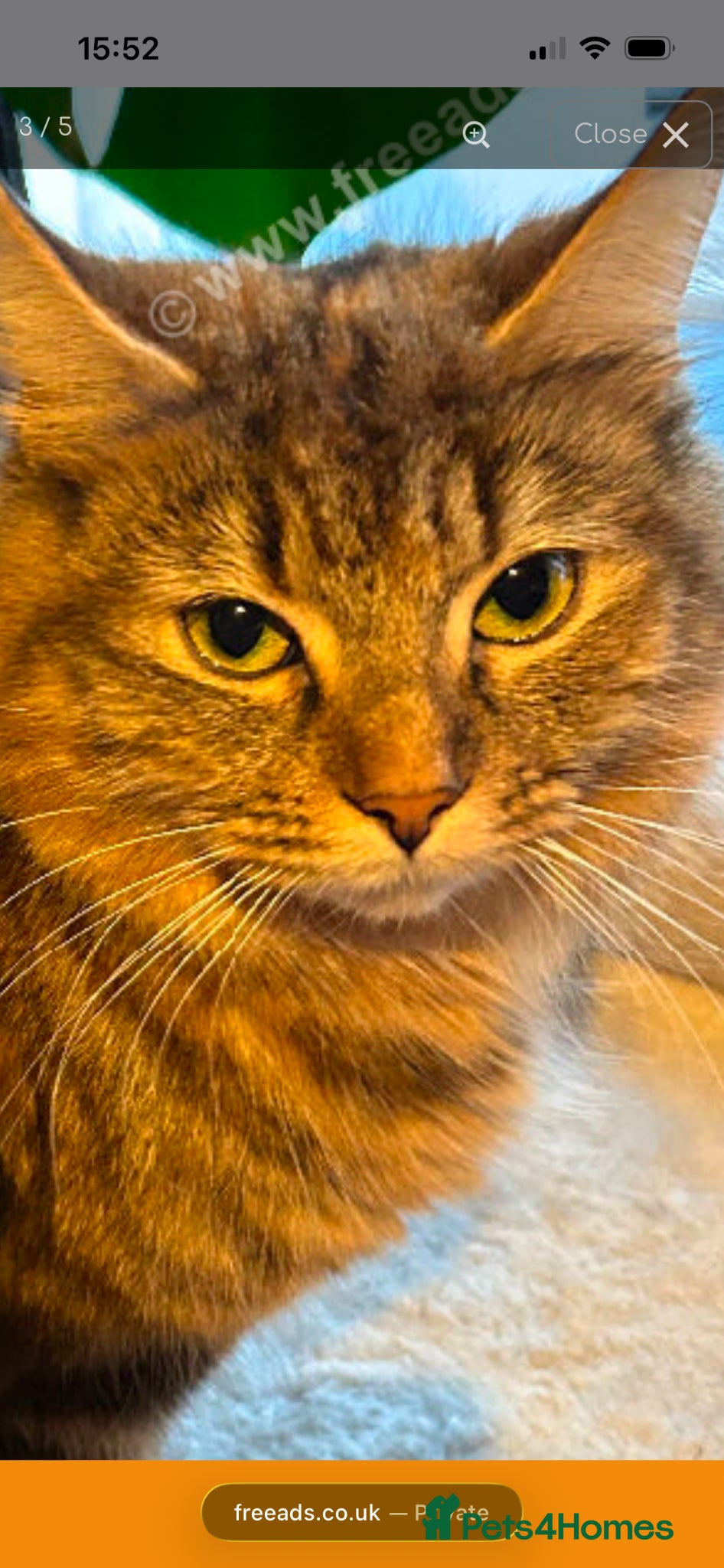 Mixed Breed cats Kittens for sale - Advert 8