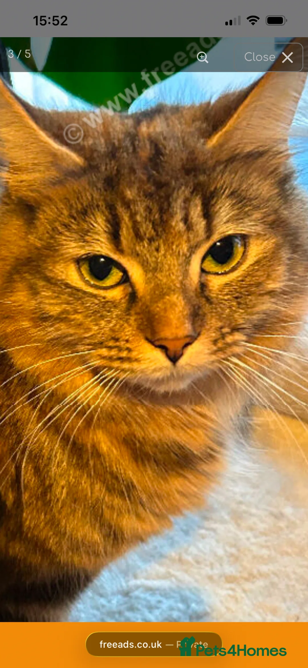 Mixed Breed cats for sale: Kittens for sale - Advert 1