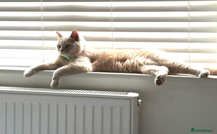 British Shorthair cats - Advert 3