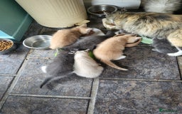 Siberian cats for sale: Siberian kittens - Image 13