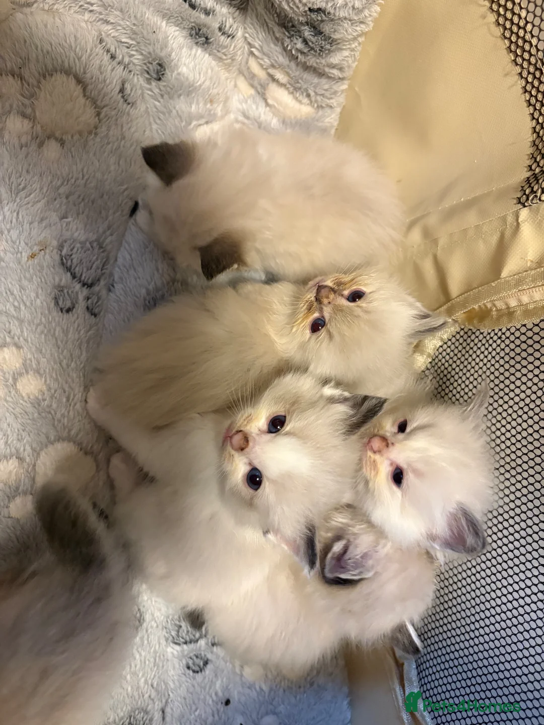 Ragdoll cats for sale: Mixed litter Ragdoll kittens  - Advert 2