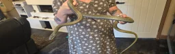 Rat Snake reptiles for sale: Beautiful male Japanese rat snake for sale - Advert 3