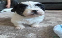 Zuchon dogs for sale: Tiny shihion for sale - Image 3