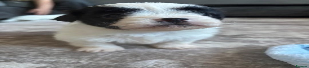Zuchon Puppy 1