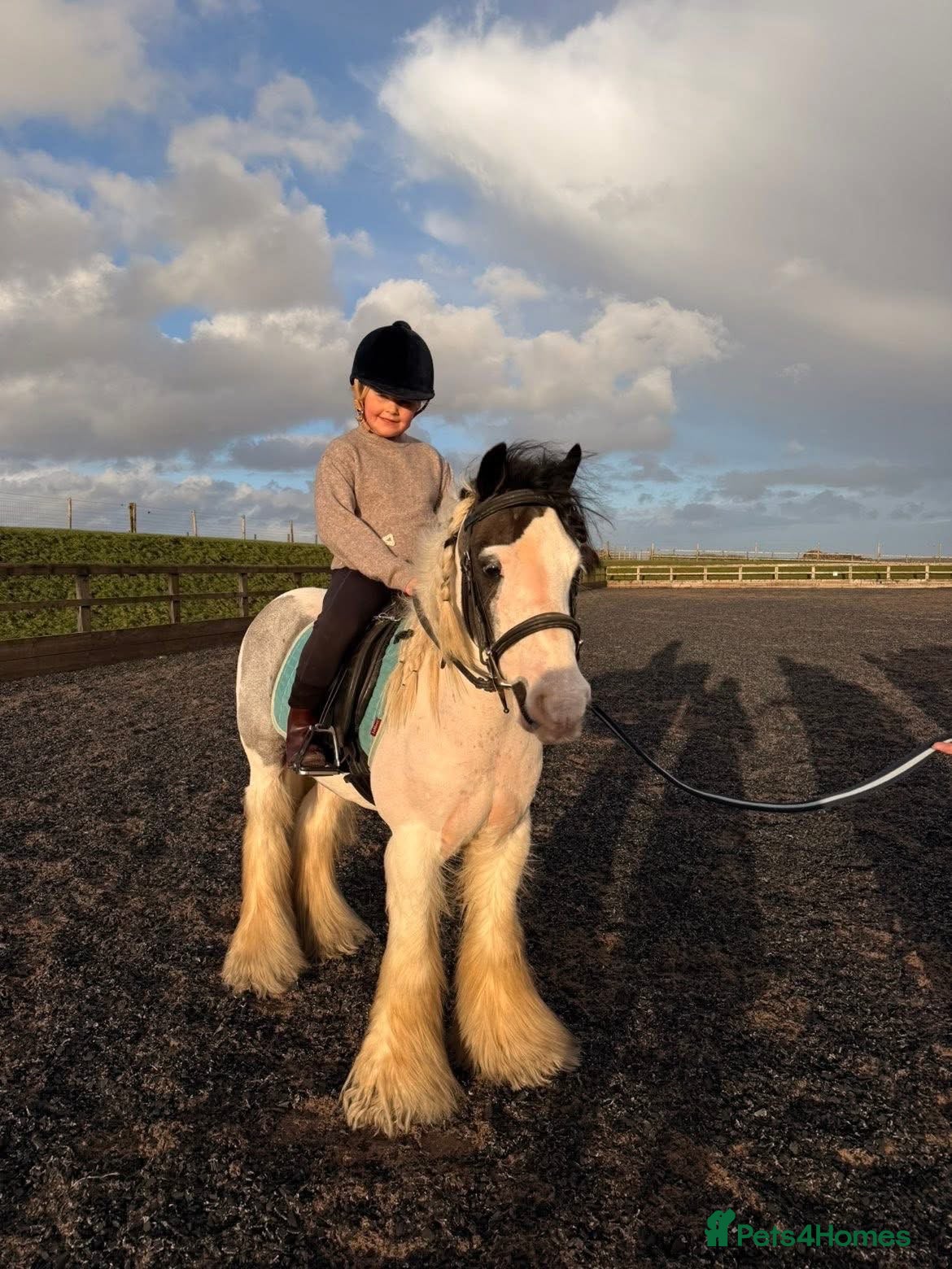 Irish Cob horses 12hh cob gelding  - Advert 3