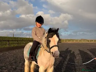 Irish Cob horses 12hh cob gelding - Advert 3