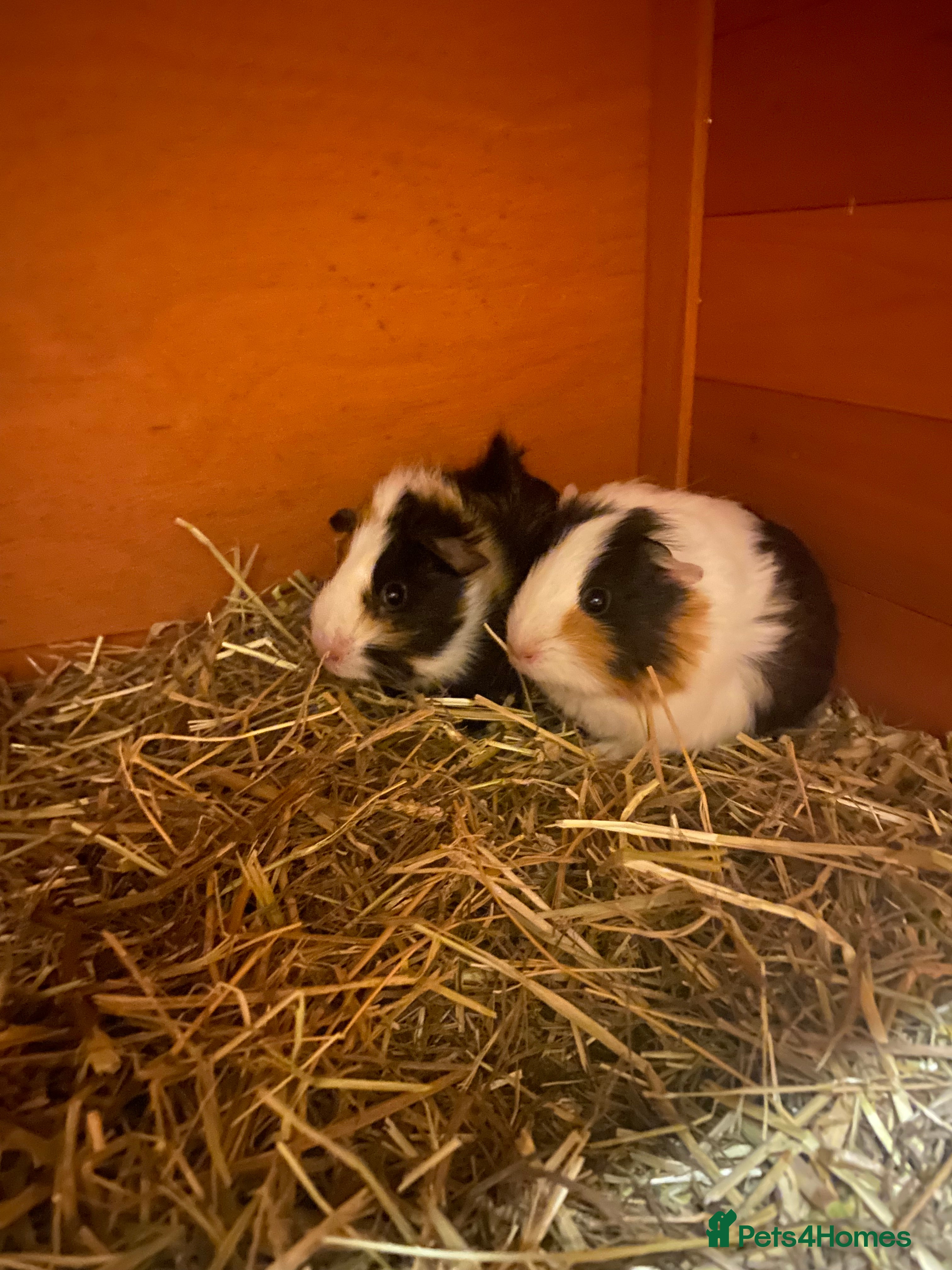 Guinea Pig rodents 2 Female Guinea Pigs - Advert 9