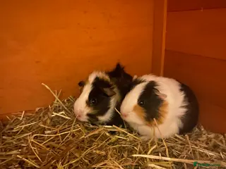 Guinea Pig rodents 2 Female Guinea Pigs - Advert 9