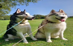 Siberian Husky dogs for stud: Siberian Husky for Stud in Glasgow - Image 7