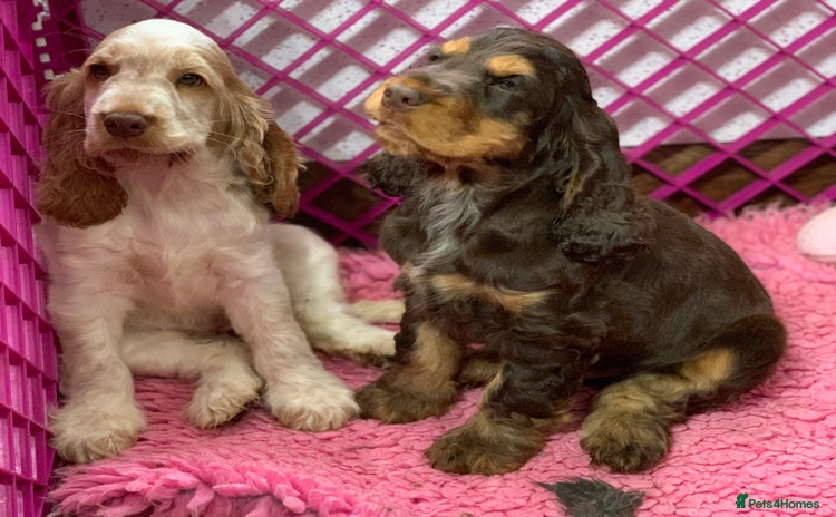 Cocker Spaniel dogs - Advert 1