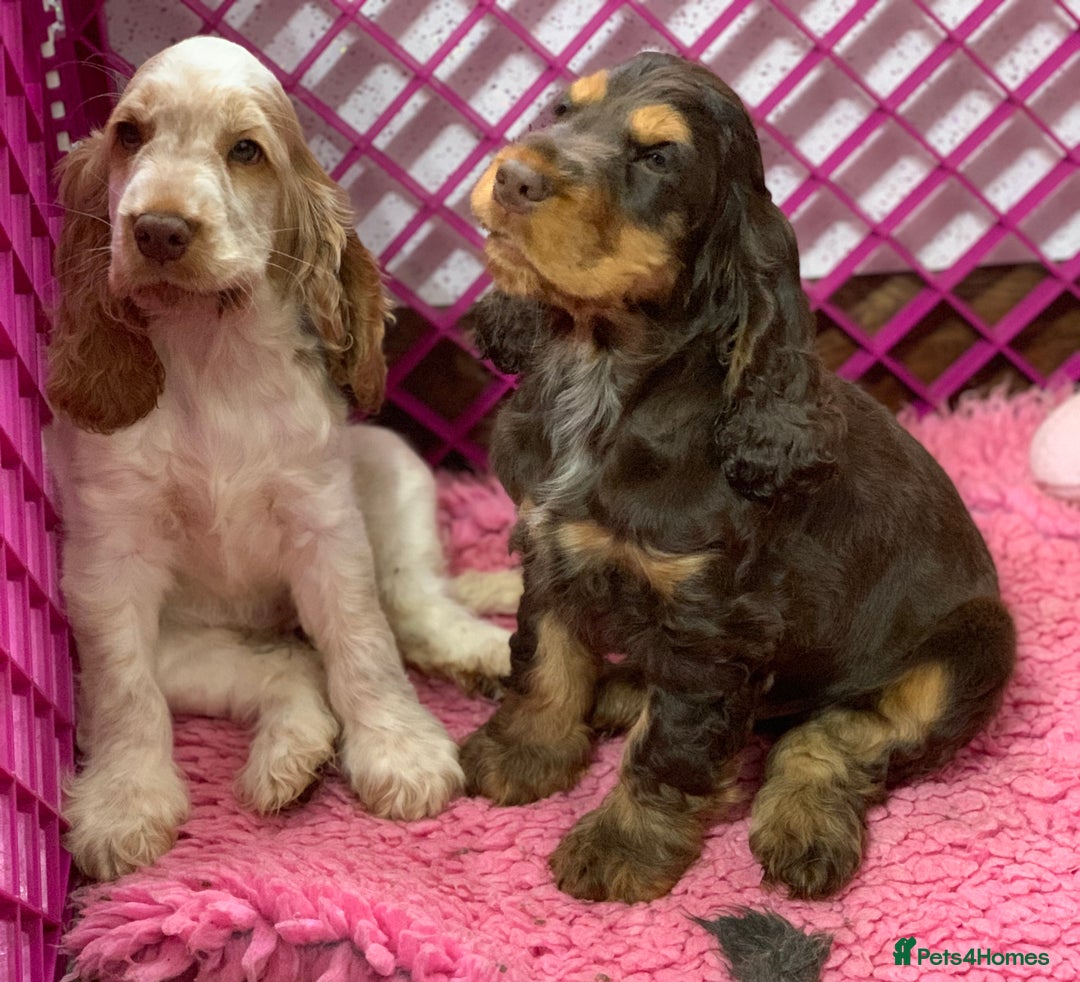 Cocker Spaniel dogs for sale: 5* LICENSED READY KC SHOW H/TESTED PUPPIES  - Image 1