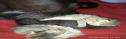 Mixed Breed cats for sale: KITTENS LOOKING FOR LOVING HOMES - Advert 27