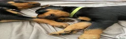 Rottweiler dogs for sale: GERMANY ROTTWEILER  in Southampton - Advert 5