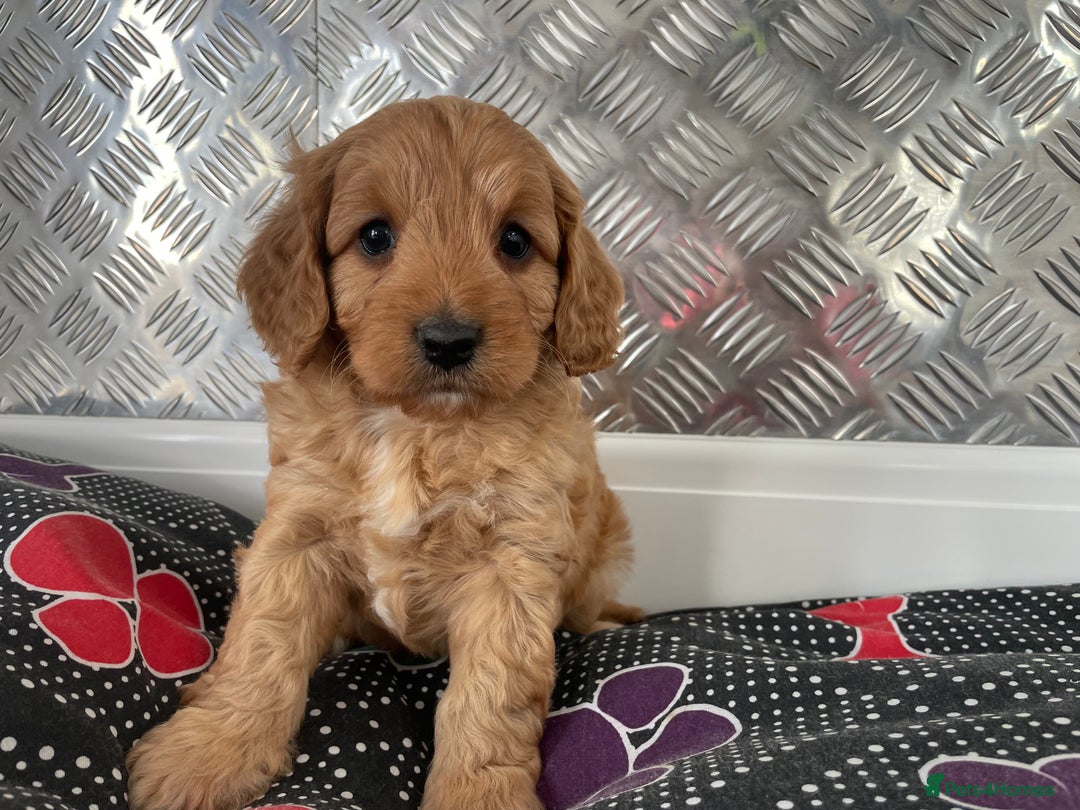 Cavapoo dogs for sale: F1 CAVAPOO puppies for sale  - Image 8