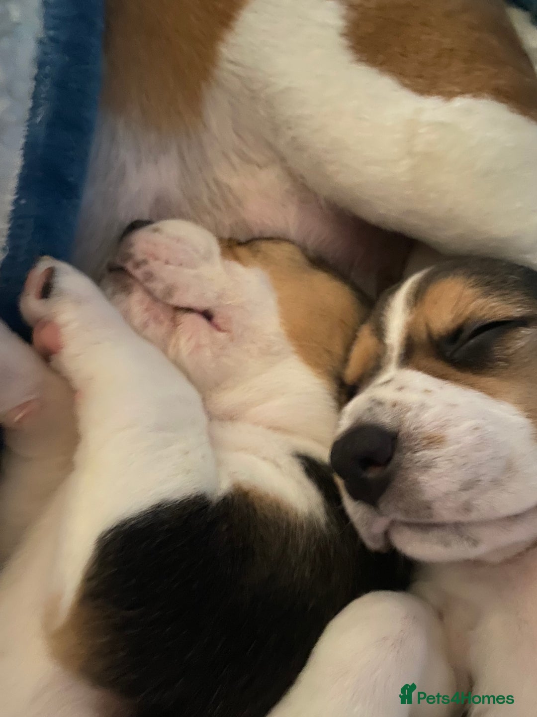 Beagle dogs for sale: 5 Beautiful tri beagle pups  - Advert 5