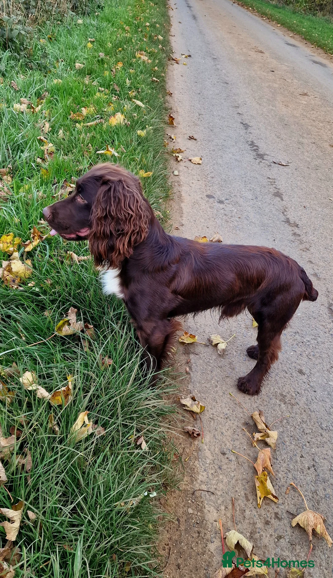 Cocker Spaniel dogs for stud: KC reg Working cocker spaniel for stud.  - Advert 3