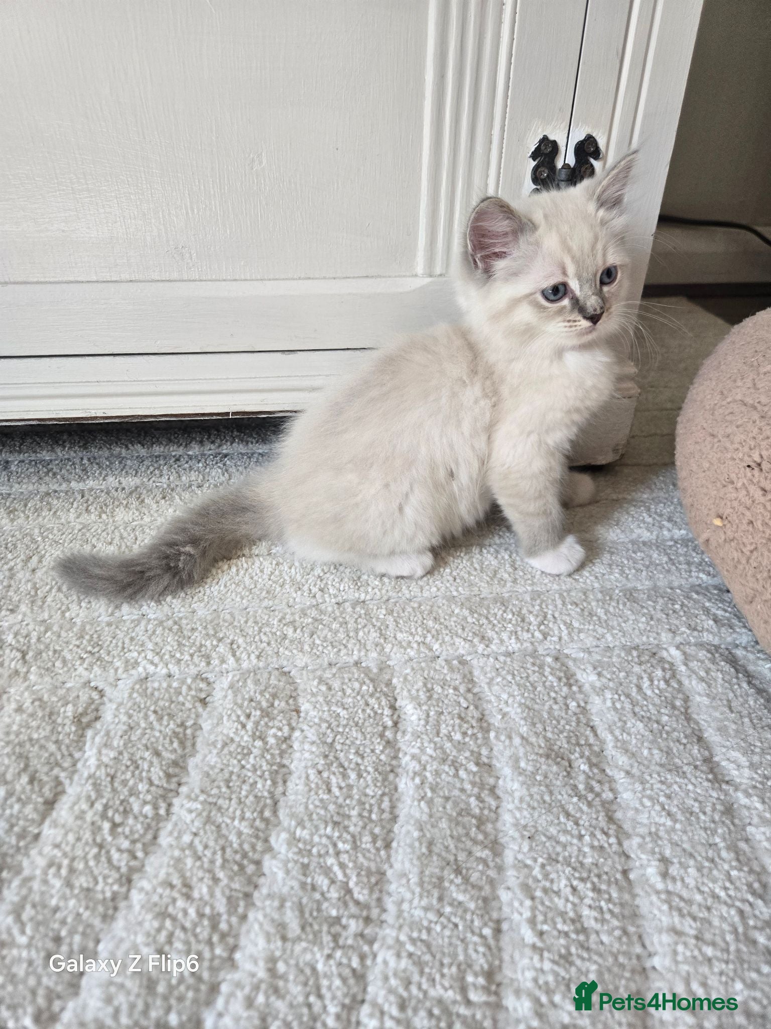 Ragdoll cats Beautiful purebred ragdoll kittens  - Advert 2