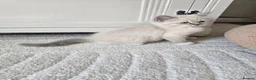 Ragdoll cats for sale: My last boy ragdoll  - Advert 12