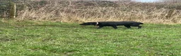 Labrador Retriever dogs for sale: 3 year old Labrador  - Advert 8