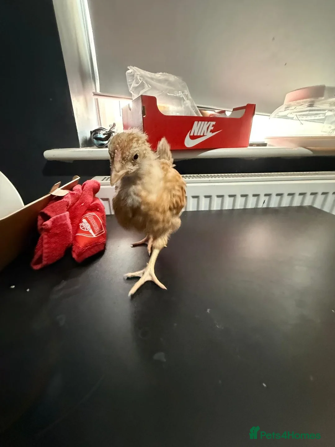 Chickens poultry for sale: Multi coloured mixed breed hybrid chicks  - Advert 36