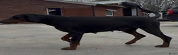 Dobermann dogs for sale: Female Doberman - Advert 3
