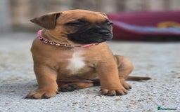 Staffordshire Bull Terrier dogs for sale: !READY NOW! KC Reg Quality Red Staffy Puppies  - Image 13