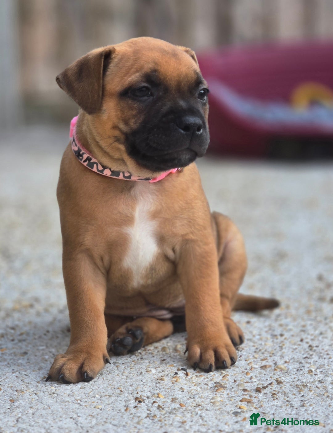 Staffordshire Bull Terrier dogs for sale: !READY NOW! KC Reg Quality Red Staffy Puppies  - Image 13
