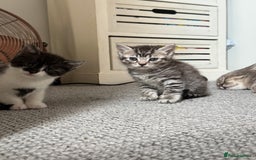 British Shorthair cats for sale: Beautiful half BSH Kittens  - Image 6