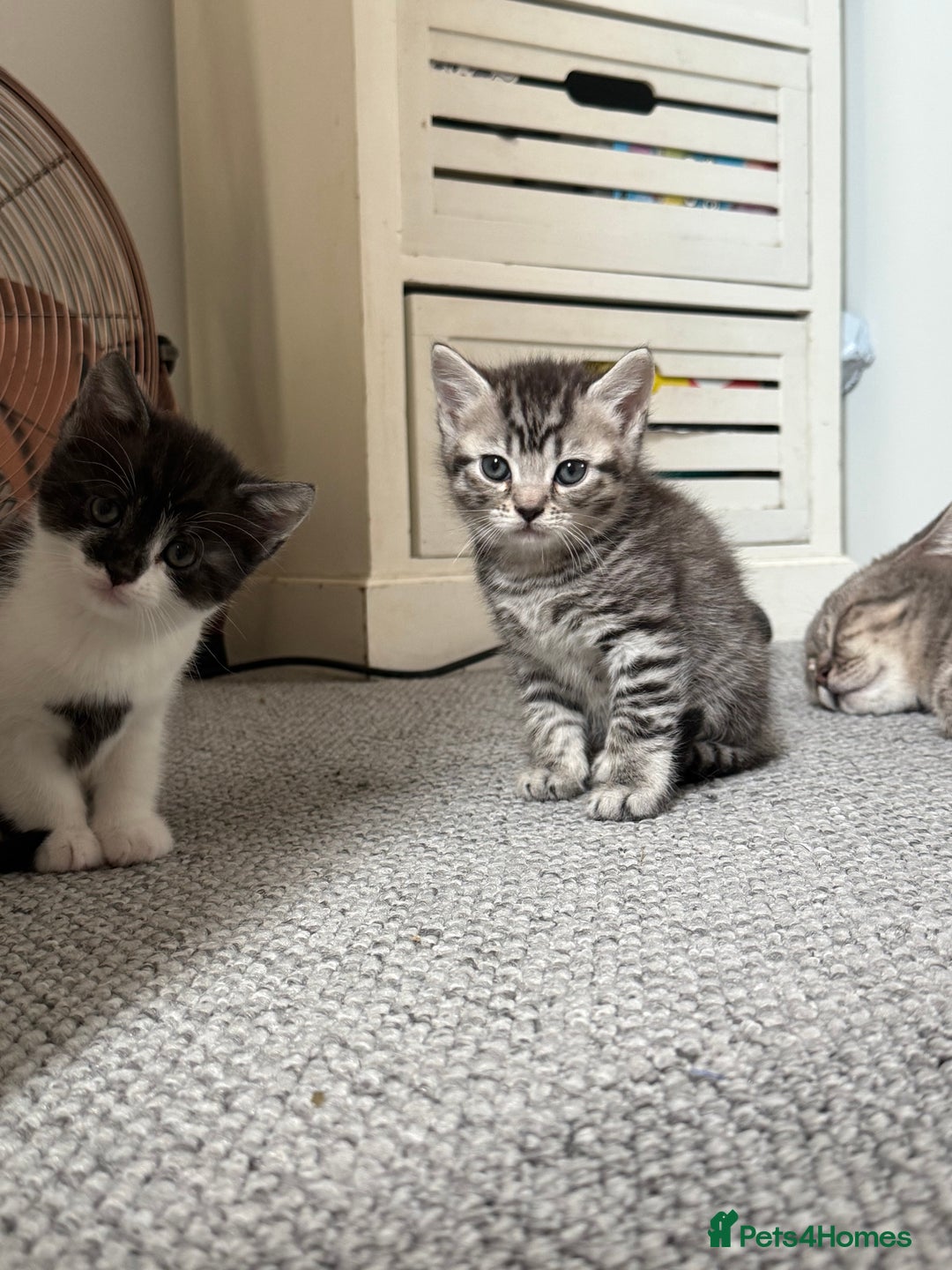 British Shorthair cats for sale: Beautiful half BSH Kittens  - Image 6