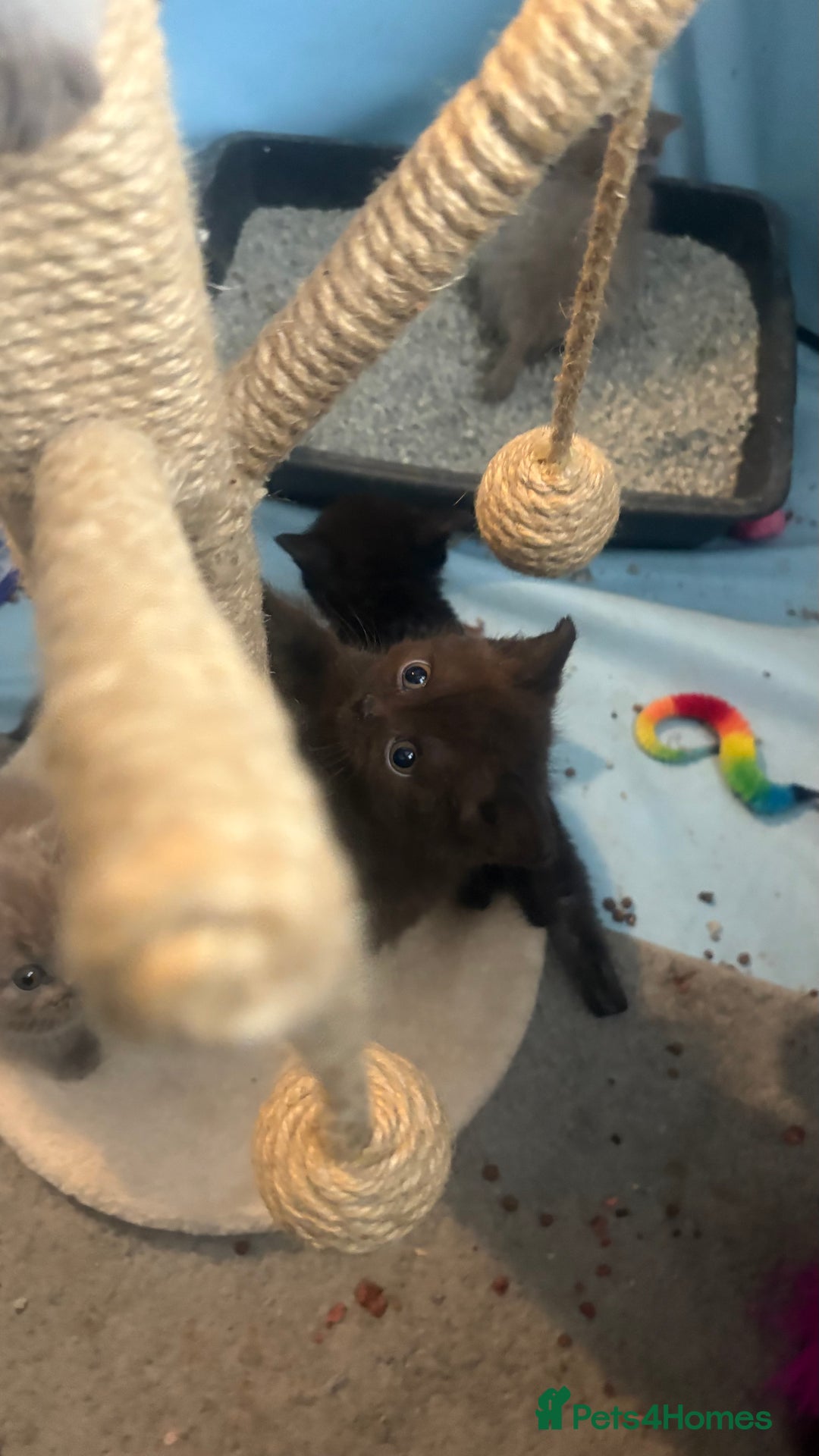 British Shorthair cats for sale: GCCF Registered 5 Generation British Shorthair - Image 18