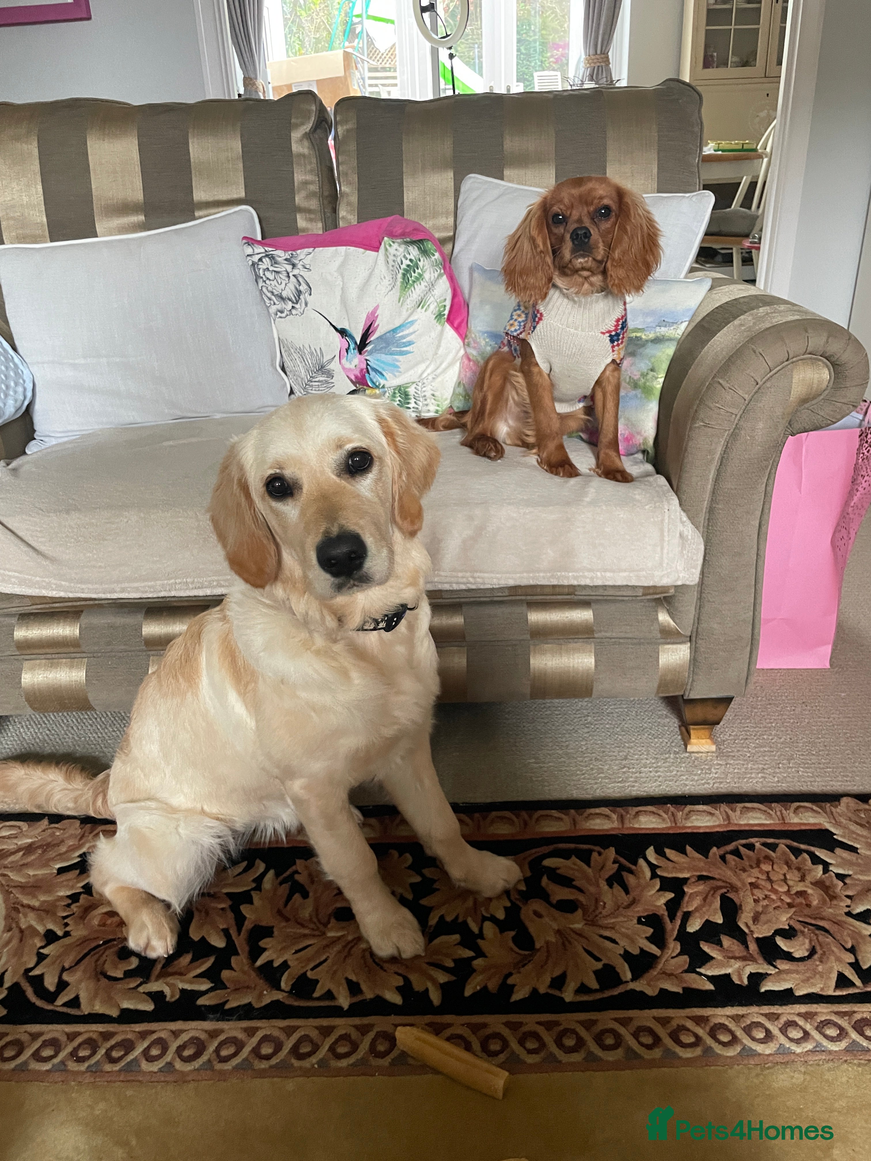 Golden Retriever dogs 6 month old Golden Retriever - Advert 1