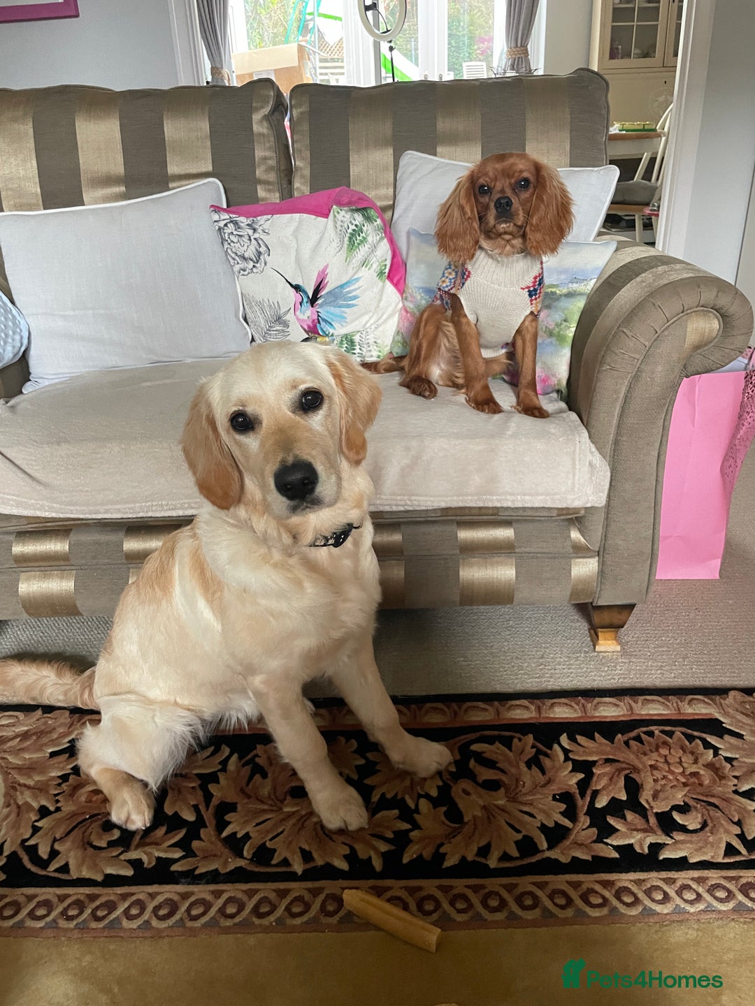 Golden Retriever dogs for sale: 6 month old Golden Retriever - Advert 1