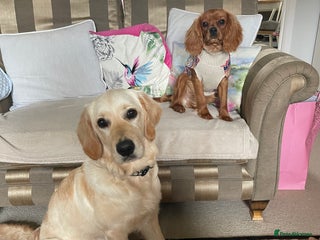 Golden Retriever dogs 6 month old Golden Retriever - Advert 1