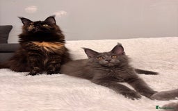 Maine Coon cats for sale: ✨7 Pure Bred Maine Coon Kittens✨ - Image 1