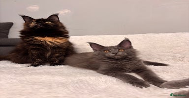 Maine Coon cats - Advert 1