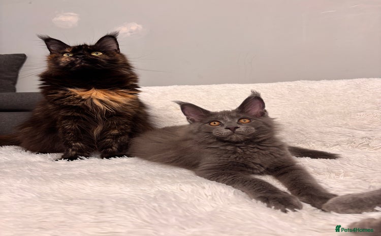 Maine Coon cats - Advert 6