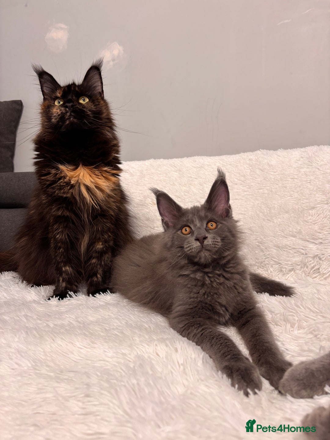 Maine Coon cats for sale: ✨7 Pure Bred Maine Coon Kittens✨ - Image 1