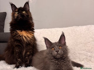 Maine Coon cats - Advert 2