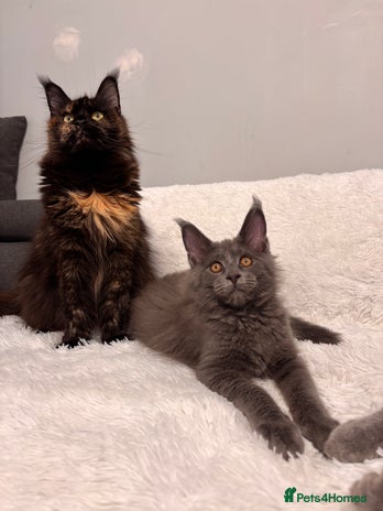 Maine Coon cats - Advert 4